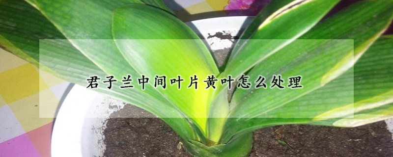 君子蘭中間葉片黃葉怎麼處理