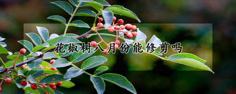 花椒樹八月份能修剪嗎