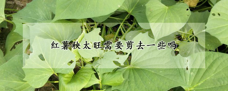 紅薯秧太旺需要剪去一些嗎