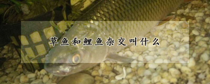 草魚和鯉魚雜交叫什麼