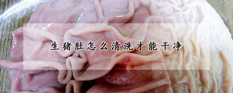 生豬肚怎麼清洗才能幹淨