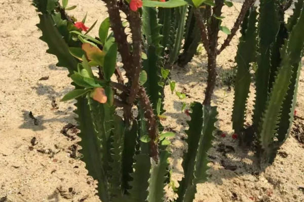 龍骨花的擺放禁忌 龍骨花擺放什麼位置好