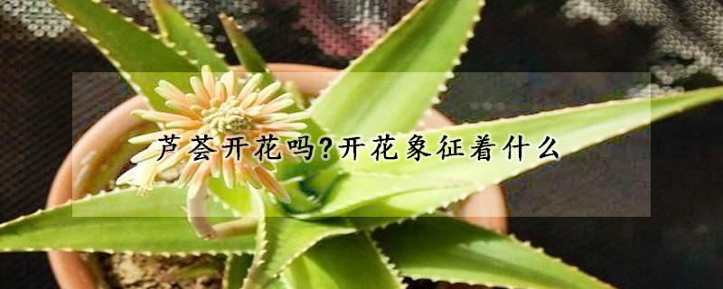 蘆薈開花嗎?開花象征著什麼