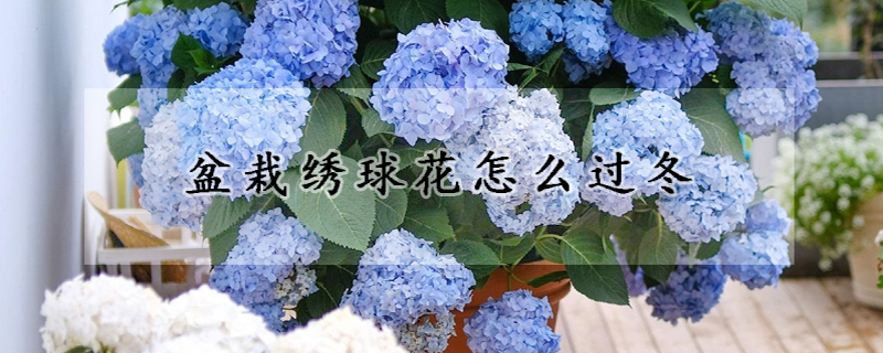 盆栽繡球花怎麼過冬