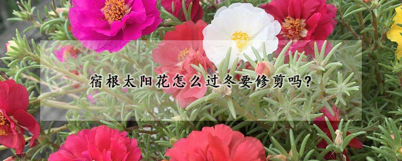 宿根太陽花怎麼過冬要修剪嗎?