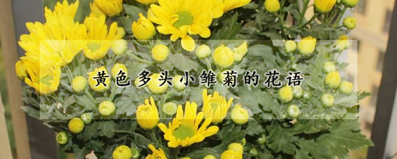 黃色多頭小雛菊的花語