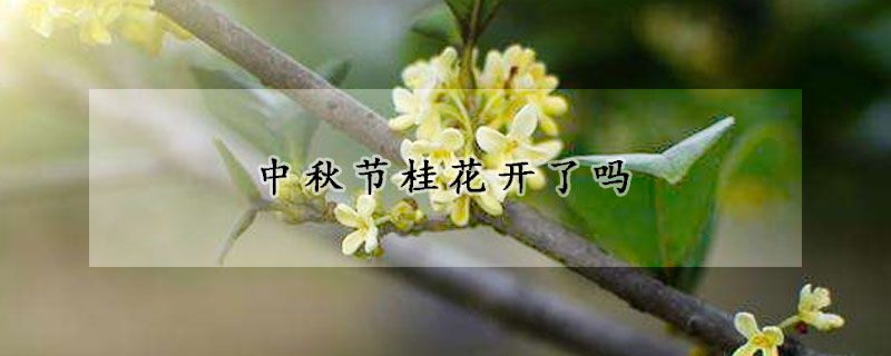 中秋節桂花開了嗎