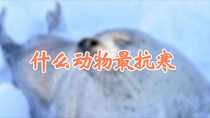 什麼動物最抗寒