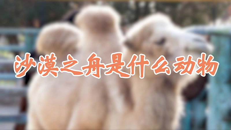 沙漠之舟是什麼動物