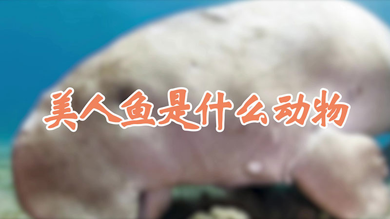 美人魚是什麼動物