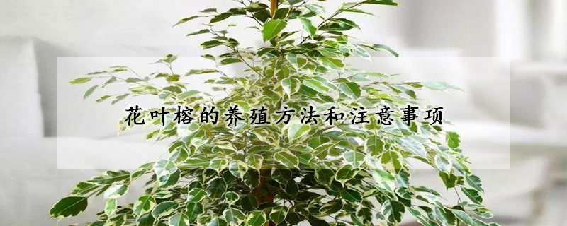 花葉榕的養殖方法和注意事項