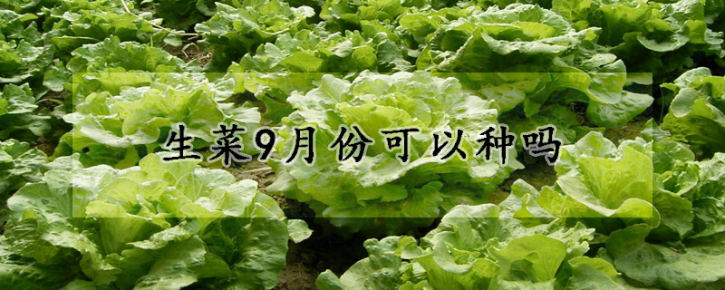 生菜9月份可以種嗎