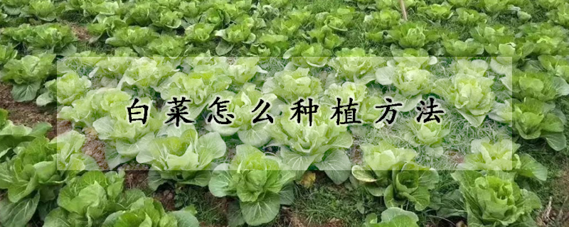 白菜怎麼種植方法