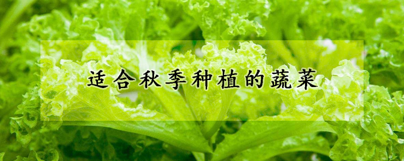 適合秋季種植的蔬菜