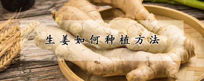 生薑如何種植方法