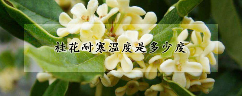 桂花耐寒溫度是多少度