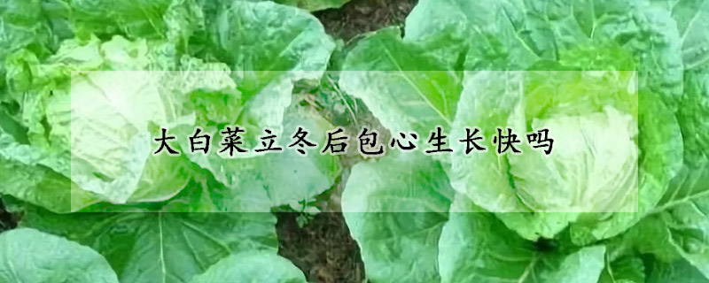 大白菜立冬後包心生長快嗎