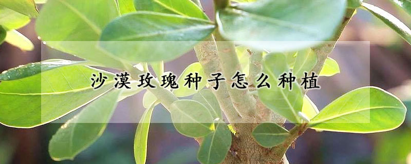 沙漠玫瑰種子怎麼種植