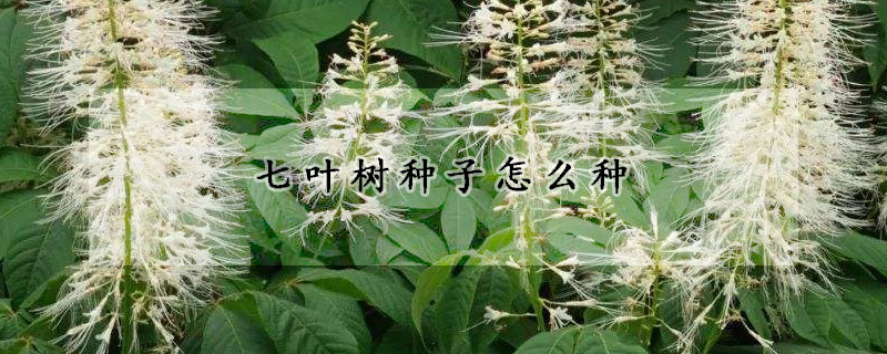 七葉樹種子怎麼種