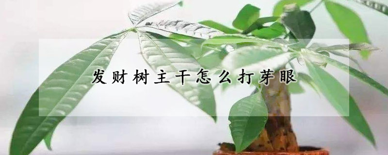 發財樹主幹怎麼打芽眼