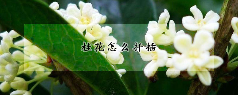 桂花怎麼扡插