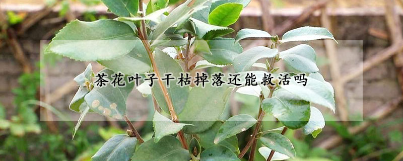 茶花葉子幹枯掉落還能救活嗎