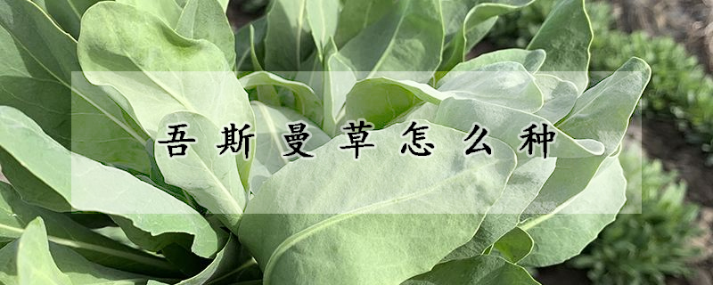 吾斯曼草怎麼種