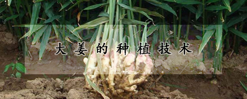 大薑的種植技術