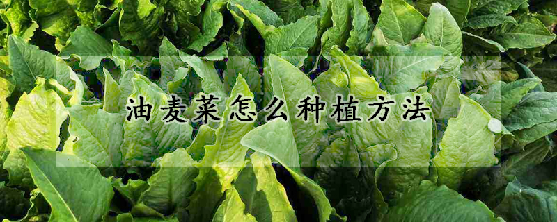 油麥菜怎麼種植方法