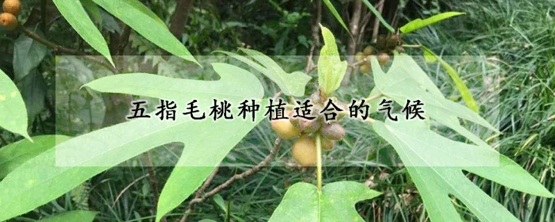 五指毛桃種植適合的氣候