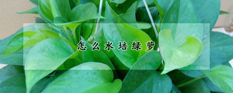 怎麼水培綠蘿