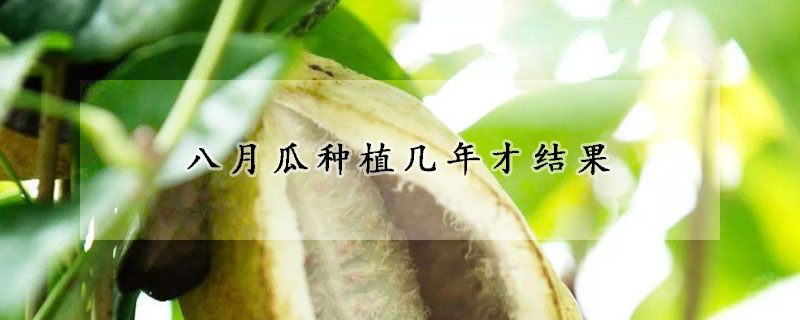 八月瓜種植幾年才結果