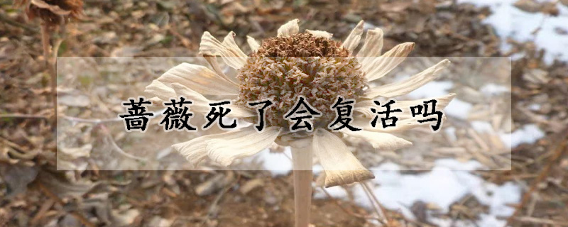 薔薇死了會複活嗎