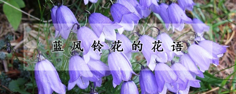 藍風鈴花的花語