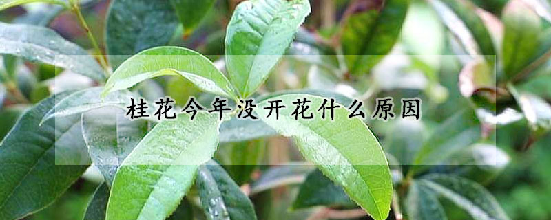 桂花今年沒開花什麼原因