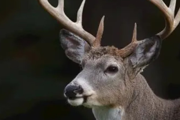 什麼動物沒有方向感