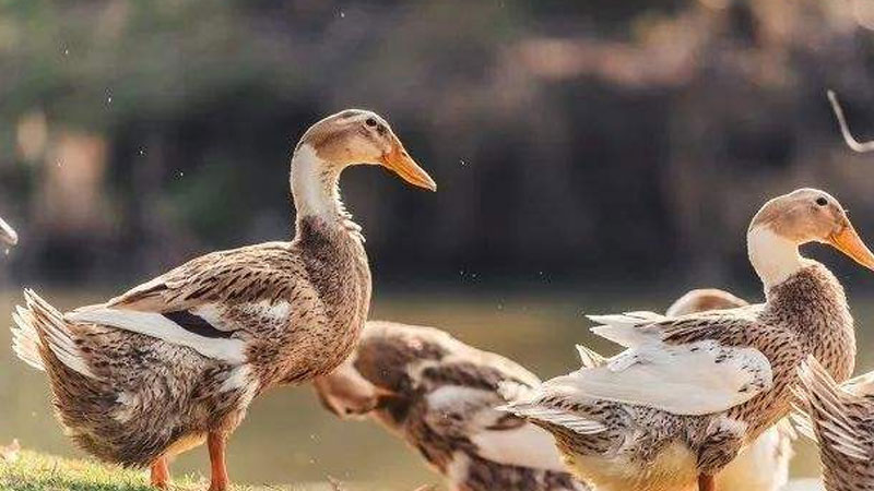 鴨子是什麼動物