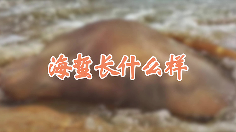 海蜇長什麼樣