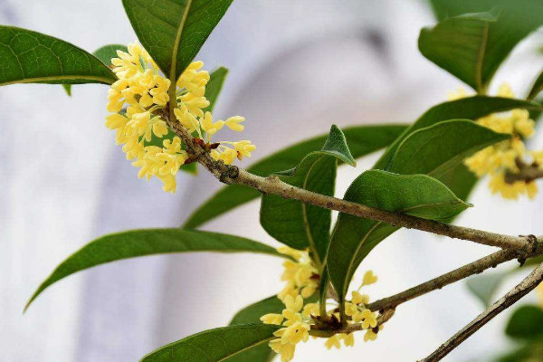 家裏種桂花樹吉利嗎 家中種桂花吉不吉利