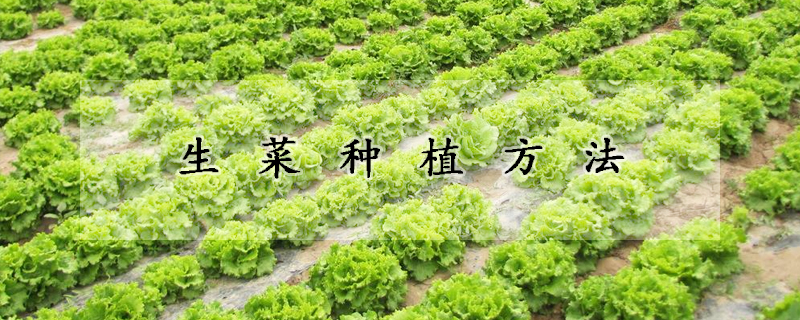 生菜種植方法