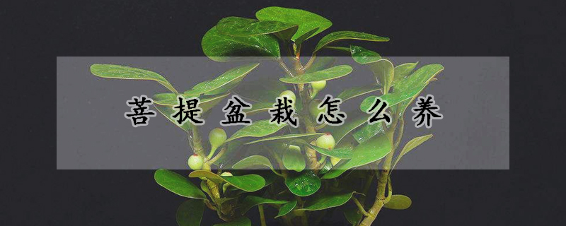 菩提盆栽怎麼養