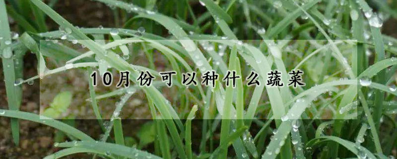 10月份可以種什麼蔬菜