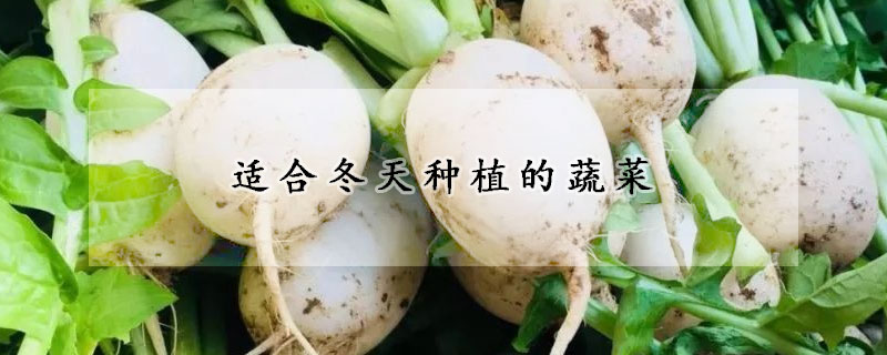 適合冬天種植的蔬菜