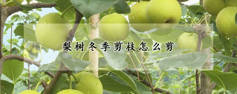 梨樹冬季剪枝怎麼剪