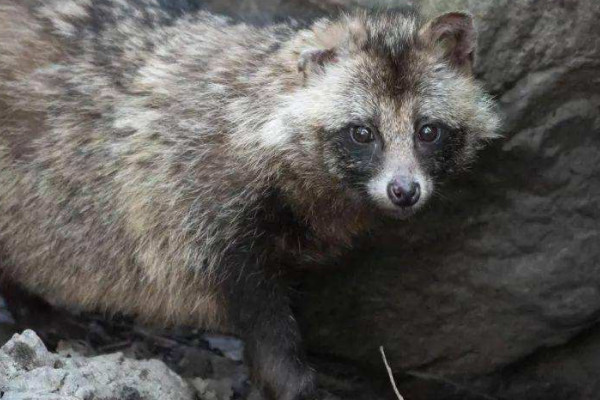 貉子是什麼動物