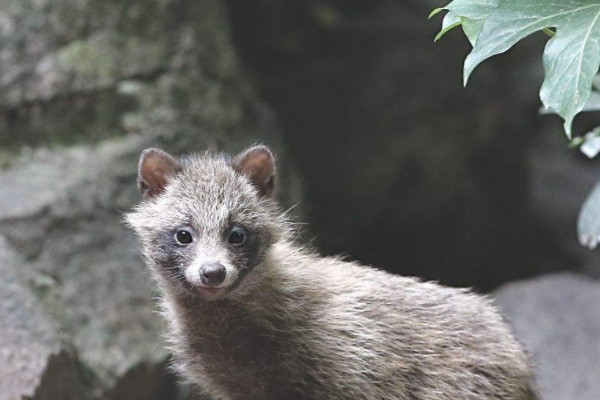 貉子是什麼動物