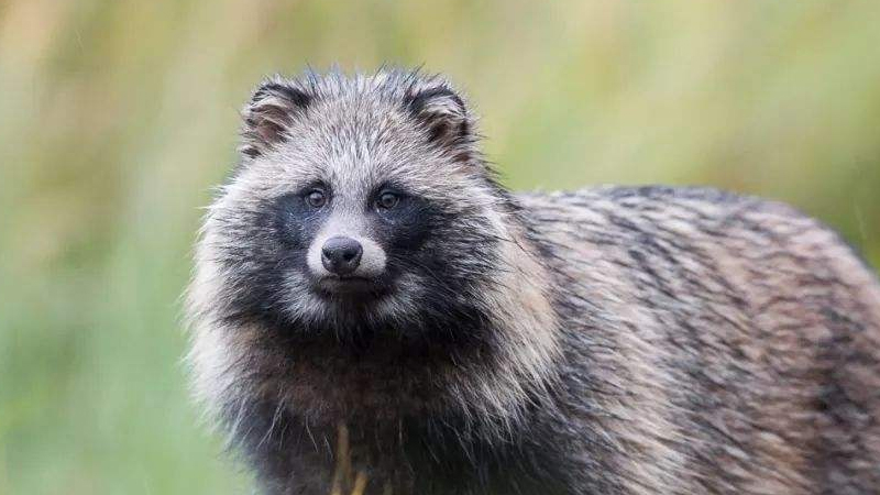 貉子是什麼動物