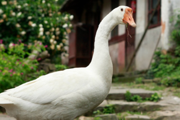 鵝的祖先是什麼動物