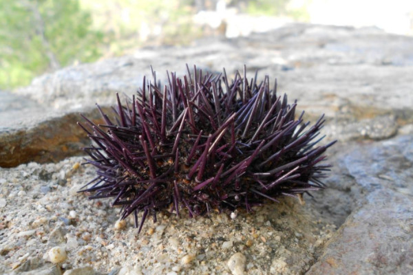 海膽是什麼東西