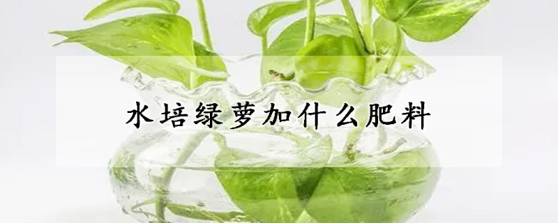 水培綠蘿加什麼肥料